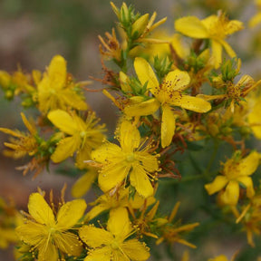 Sint-Janskruid - Hypericum perforatum - Willemse