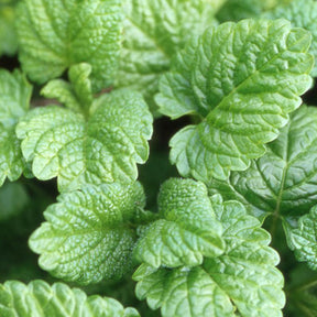 Citroenmelisse - Willemse