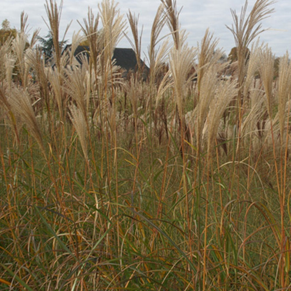 Miscanthus sinensis silberfeder - Prachtriet Silberfeder - Miscanthus - Chinees riet