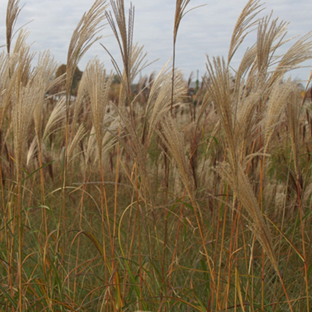 Prachtriet Silberfeder - Miscanthus sinensis silberfeder - Willemse