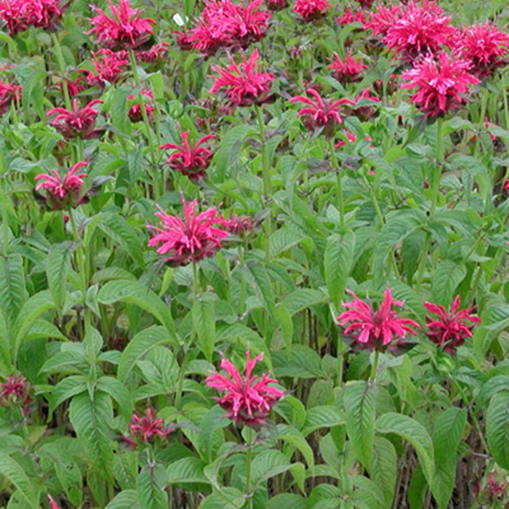 Monarda mahogany - Bergamotplant - Monarde