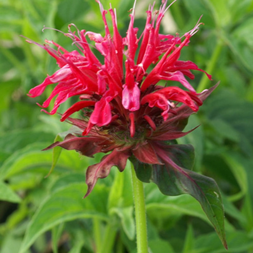 Bergamotplant - Monarda mahogany - Willemse