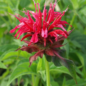 Bergamotplant - Monarda mahogany - Willemse
