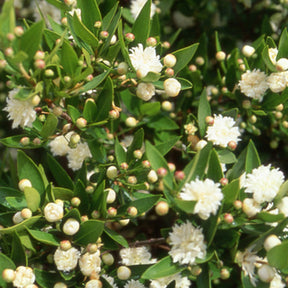 Mirthe 'Flore Pleno' - Myrtus communis flore pleno - Willemse