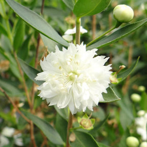 Mirthe 'Flore Pleno' - Willemse