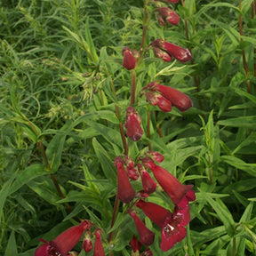 Penstemon blackbird - Slangekop 'Black Bird' - Penstemon