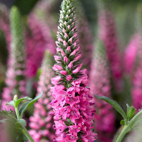 Veronica spicata bubblegum candle's ® - Ereprijs 'Bubblegum Candle's '® - Veronica