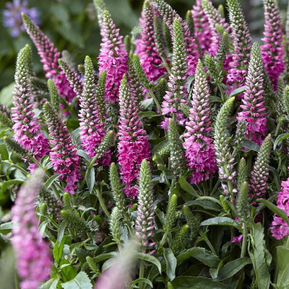 Ereprijs 'Bubblegum Candle's '® - Veronica spicata bubblegum candle's ® - Willemse