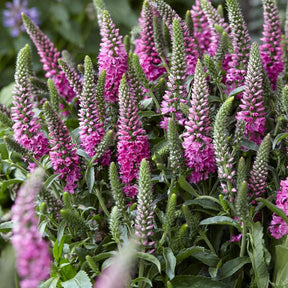 Ereprijs 'Bubblegum Candle's '® - Veronica spicata bubblegum candle's ® - Willemse