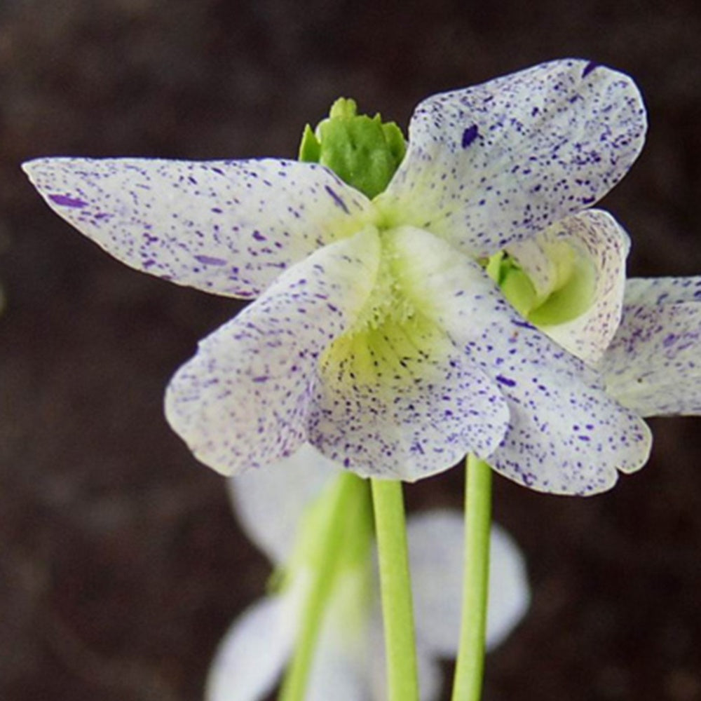 Viooltje 'Freckles' - Viola sororia freckles - Willemse
