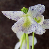 Viooltje 'Freckles' - Viola sororia freckles - Willemse