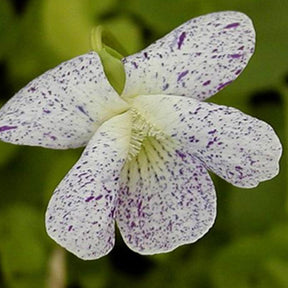 Viooltje 'Freckles' - Willemse