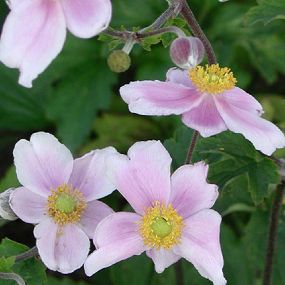 Herfstanemoon 'Robustissima' - Anemone tomentosa 'robustissima' - Willemse