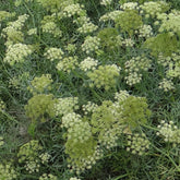 Zeevenkel - Crithmum maritimum - Willemse