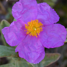 Rotsroos Albidus - Cistus albidus - Willemse