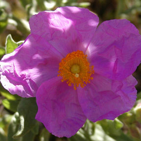 Rotsroos Albidus - Willemse