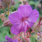 Geranium macrorrhizum - Rotsooievaarsbek - Geraniums