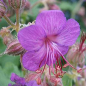 Geranium macrorrhizum - Rotsooievaarsbek - Geraniums