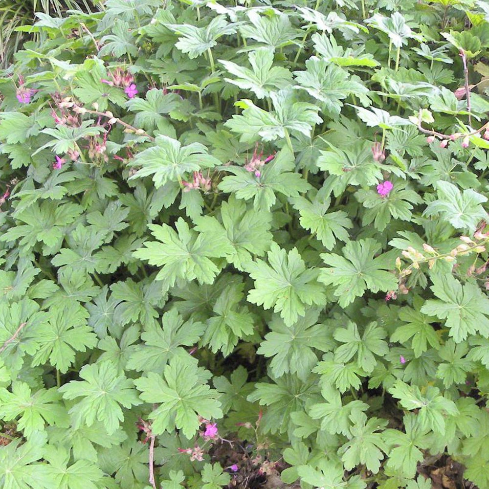 Rotsooievaarsbek - Geranium macrorrhizum - Willemse