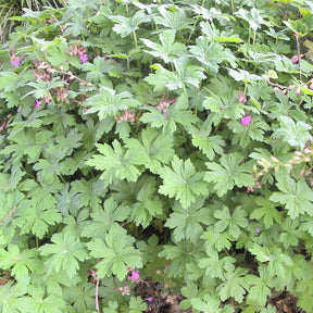 Rotsooievaarsbek - Geranium macrorrhizum - Willemse
