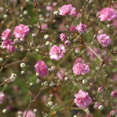 Gipskruid 'Flamingo' - Willemse