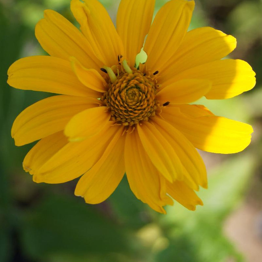 Zonneoog 'Sommer Sonne' - Heliopsis helianthoides Summer Sun - Willemse