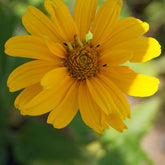 Zonneoog 'Sommer Sonne' - Heliopsis helianthoides Summer Sun - Willemse