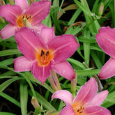 Daglelie 'Sugar Candy' - Hemerocallis sugar candy - Willemse