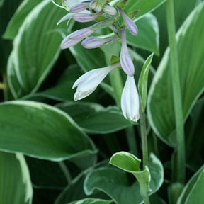Hartlelie 'Francee' - Hosta fortunei  Francee - Willemse