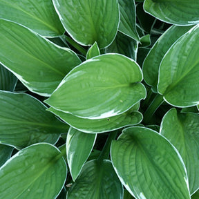 Hosta fortunei  Francee - Hartlelie 'Francee' - Vaste planten