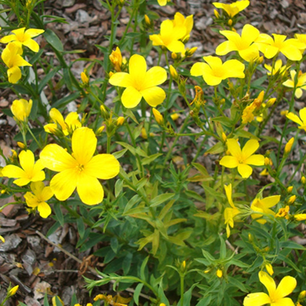 Geel vlas 'Compactum' - Linum flavum compactum - Willemse