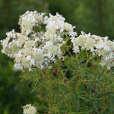 Bergmunt - Pycnanthemum flexuosum - Willemse