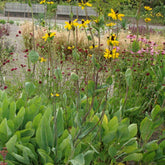 Zonnehoed maxima - Willemse