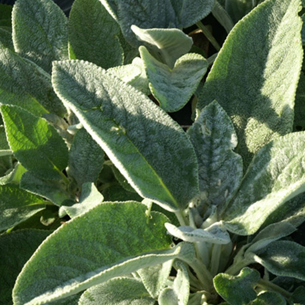 Exelsoor 'Cotton Boll' - Stachys byzantina Cotton Boll - Willemse