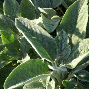Stachys byzantina Cotton Boll - Exelsoor 'Cotton Boll' - Vaste planten