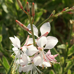 Gaura lindheimeri Corrie's Gold - Prachtkaars Corrie's Gold - Gaura