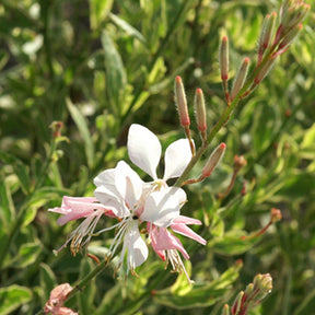 Prachtkaars Corrie's Gold - Gaura lindheimeri Corrie's Gold - Willemse