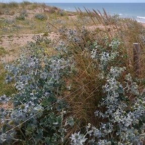 Eryngium maritimum - Blauwe zeedistel - Kruisdistel