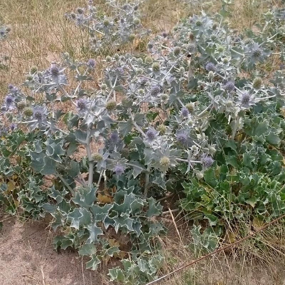Blauwe zeedistel - Eryngium maritimum - Willemse