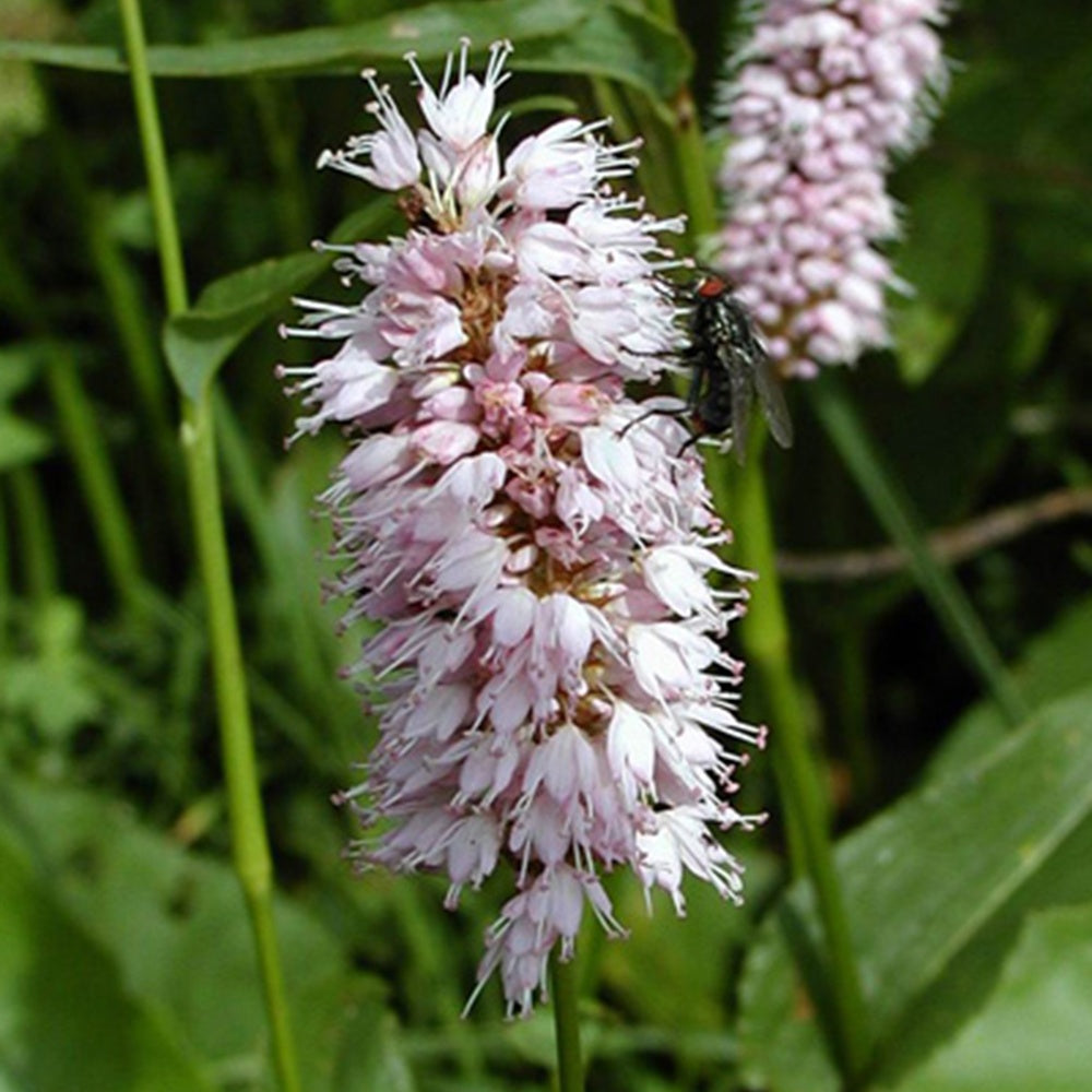 Verkoop Duizendknoop 'Superba' - Persicaria bistorta Superba