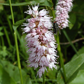 Verkoop Duizendknoop 'Superba' - Persicaria bistorta Superba