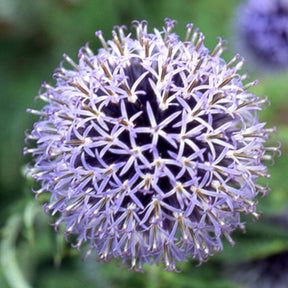 Echinops bannaticus blue globe - Kogeldistel 'Blue Globe' - Vaste planten