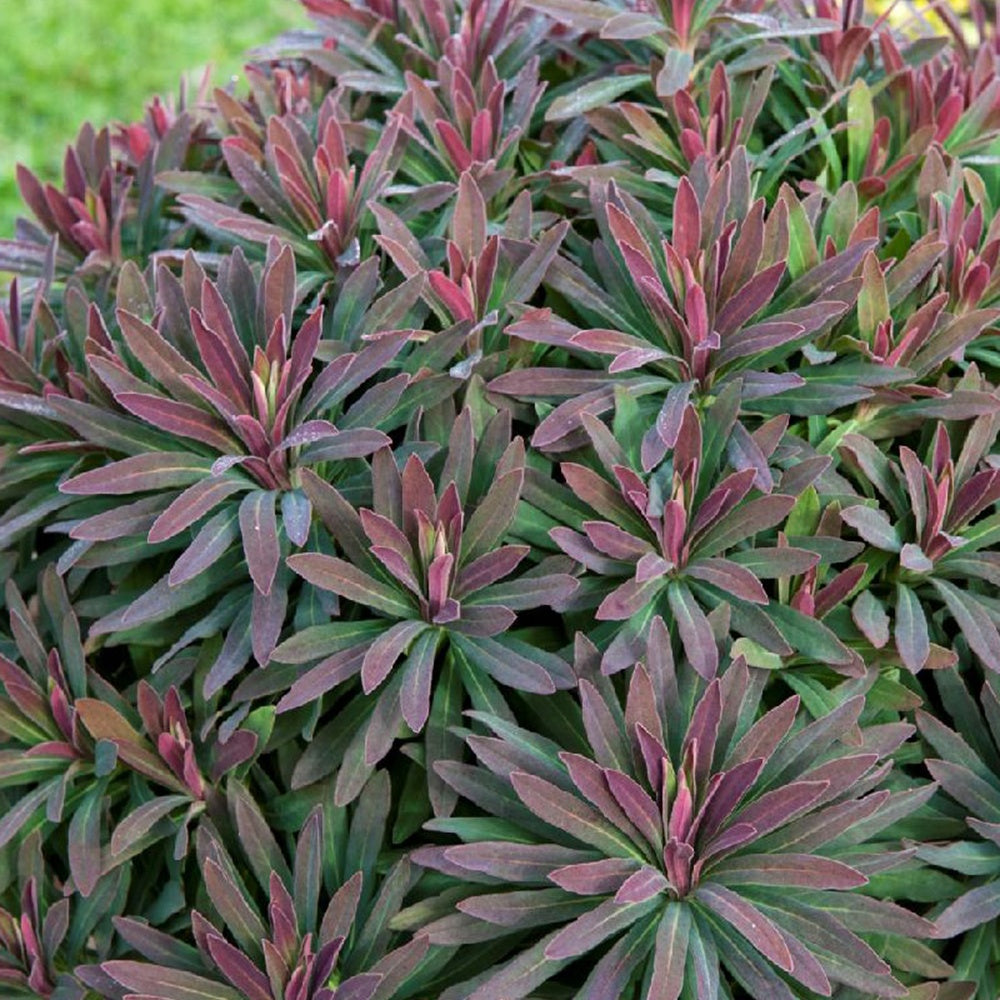 Wolfsmelk 'Ruby Gold' - Euphorbia amygdaloides ruby glow - Willemse