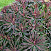 Wolfsmelk 'Ruby Gold' - Euphorbia amygdaloides ruby glow - Willemse