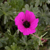 Ooievaarsbek 'Slendens' - Willemse