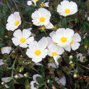 Witte cistusroos - Cistus obtusifolius - Willemse