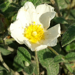 Witte cistusroos - Willemse