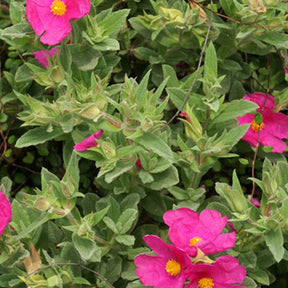 Cistusroos - Cistus pulverulentus - Willemse