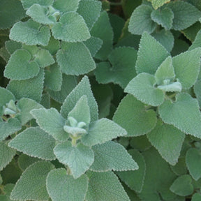 Ballota hirsuta - Willemse