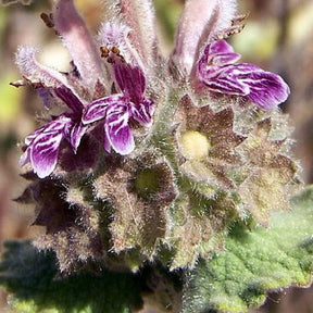 Ballota hirsuta - Ballota hirsuta - Willemse